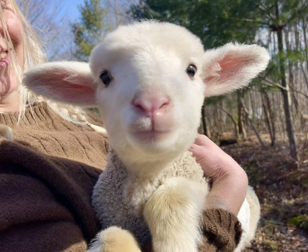 baby-goat-solgaia