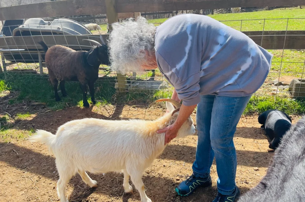 blue-house-goat