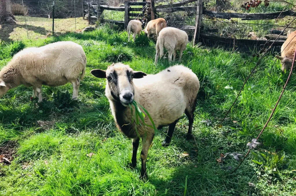 goats
