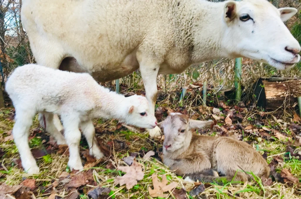 sheeps