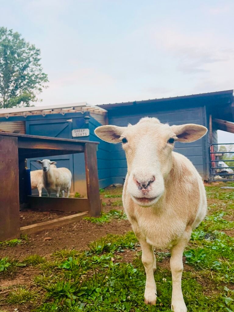 Western NC Animal Sanctuary Retreat