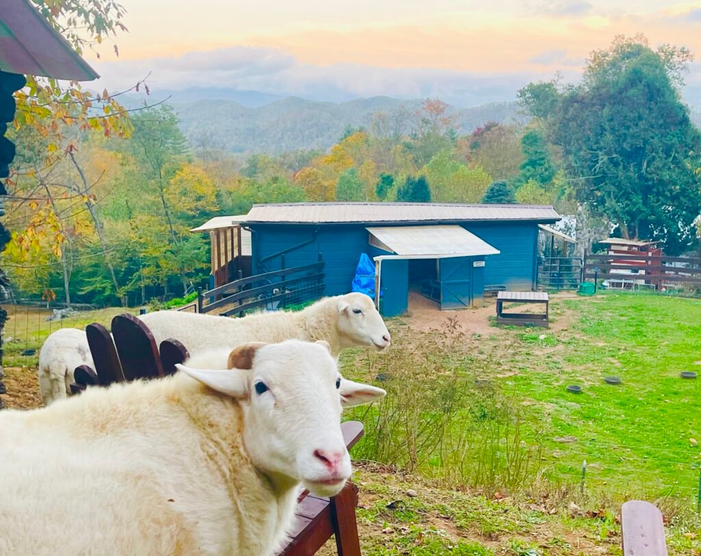 Western NC Animal Sanctuary Retreat