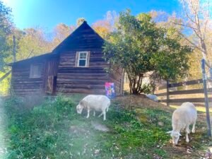 Western NC Animal Sanctuary Retreat Accommodation