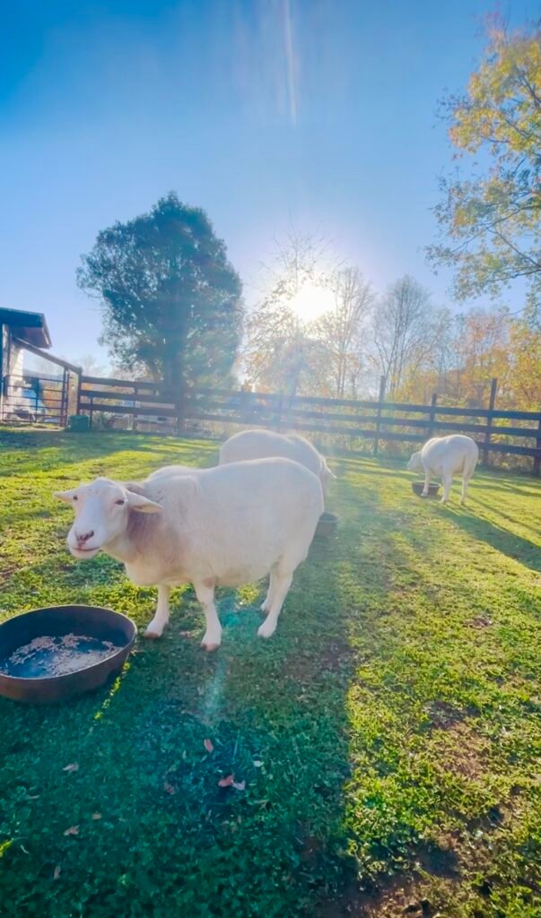 Western NC Animal Sanctuary Retreat