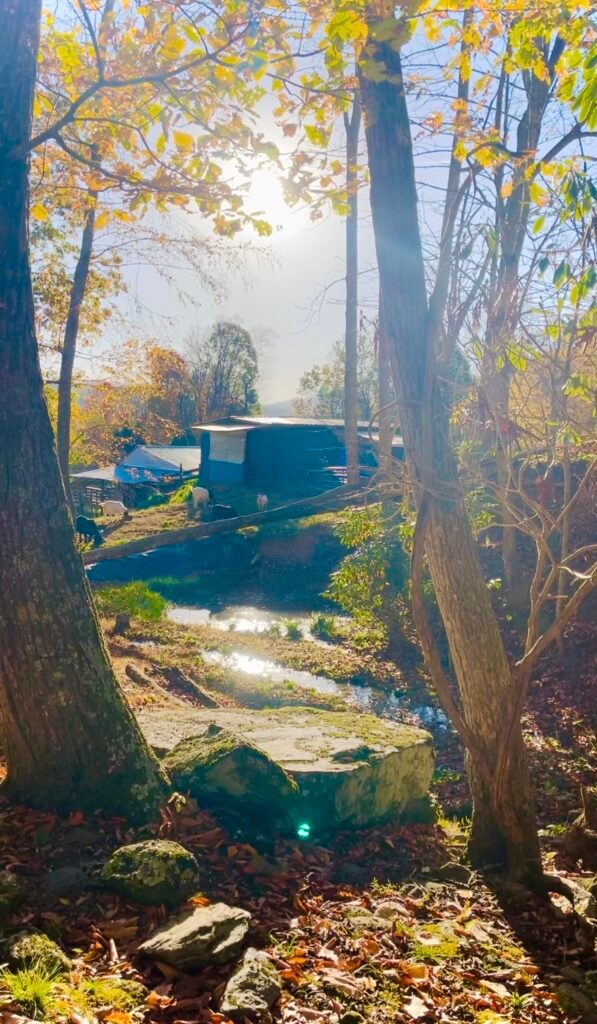 Western NC Animal Sanctuary Retreat