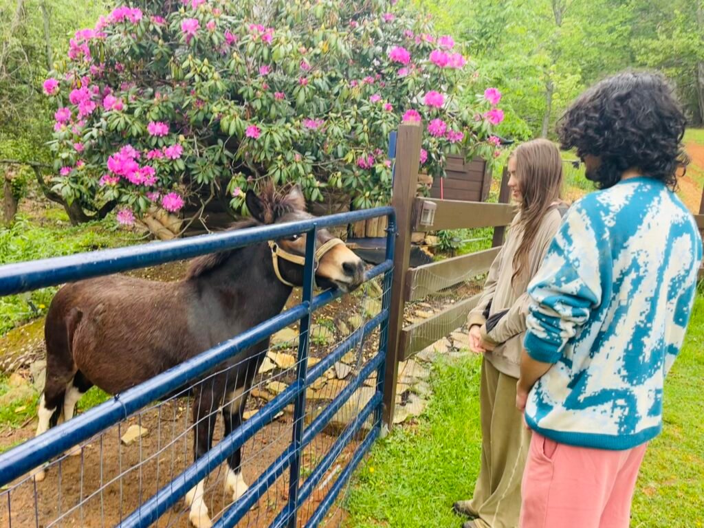 Western NC Animal Sanctuary Retreat